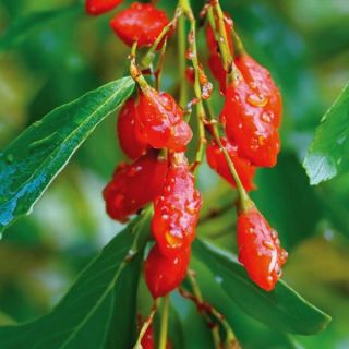 Goji Berries Thumbnail